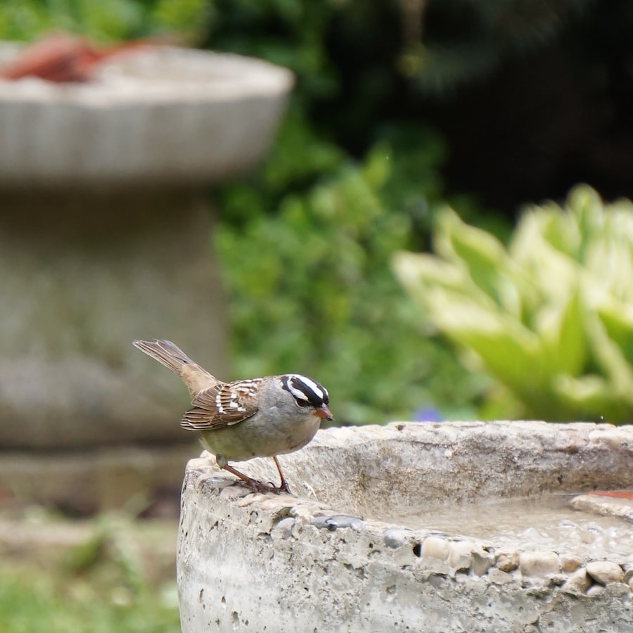 Die faszinierende Welt des Vogelbeobachtens: Eine Anleitung für angehende Ornithologen