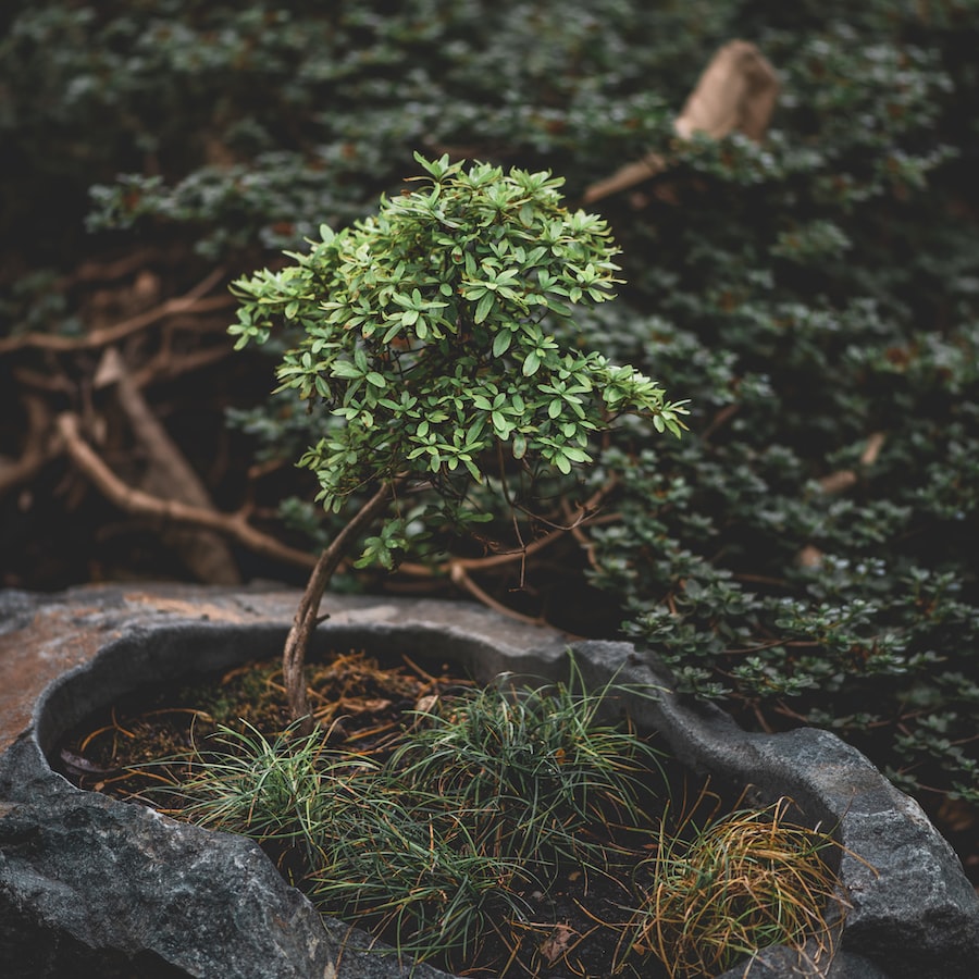 Die faszinierende Welt der Bonsai-Bäumchen: Eine Anleitung für Hobbygärtner